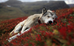 Wolves Wolf Wallpaper