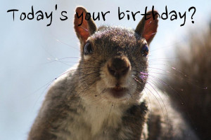 funny animal happy birthday pictures