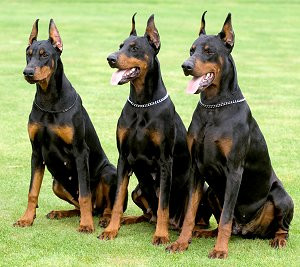 ... Guard Dogs – German Shepherd, Rottweiler, Doberman, Pit Bull, ext