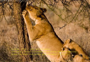 Lioness And Lion Quotes