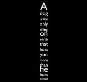 animal, black, black and white, cool, cute, dog, photography, quote ...