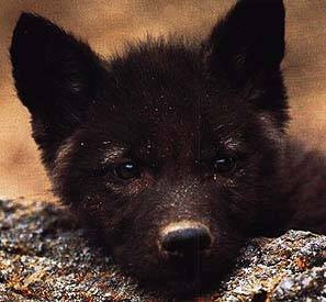 Black wolf pup - this is just too damn cute. Come see me on Amazon ...