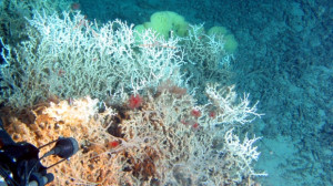 Atlantic Ocean Coast Animals and Plants