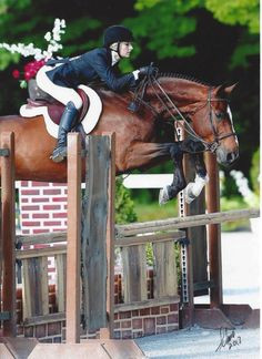 Hunter jumper eventing horse equine grand prix dressage equestrian ...