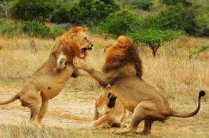 When does Male Lion Fight? Battle Royale into the Wild