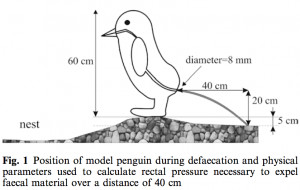 penguin poop figure 1 Meyer-Rochow & Gal 2003 Polar Biology