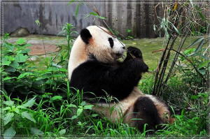 Cute Funny Giant Panda...