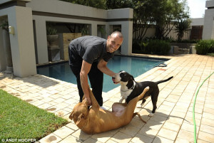 It's a dog's life: Pistorius at his house in Pretoria with his dogs ...