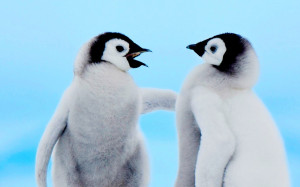 Funny Penguin Desktop Wallpaper Cute penguin wallpapers