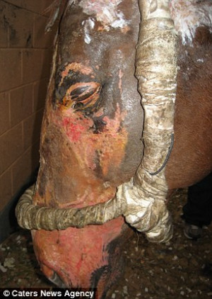 African horse sickness leaves 70 horses dead