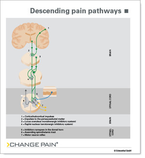 Descending Pain Pathway
