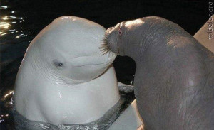 walrus kissing a beluga's head.