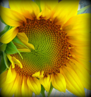 sunflower progression