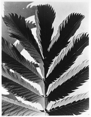 Imogen Cunningham (American, 1883-1976), Leaf Pattern , 1920s (from ...