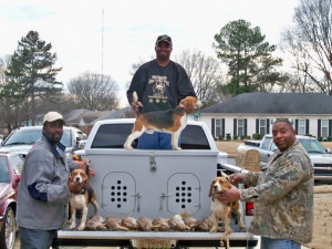 Rabbit Hunting With Beagles