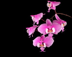 orchids flowers wallpaper orchids flowers wallpaper orchids flowers ...