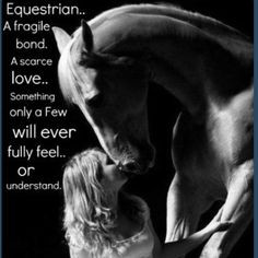 Equestrian www.thewarmbloodhorse.com