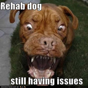 funny dog pictures rehab dog has issues jpg tags funny humor ...