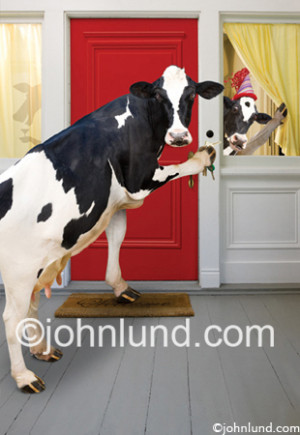 dance quotes funny. Cows Come Home Funny