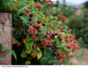 Blackberry Bush