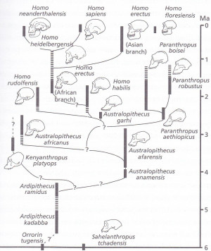 Human Evolution Species Chart