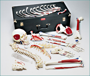 Premier Disarticulated Half-Skeleton with locking compartmented case