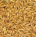 Oats price for Rough Rice futures contract