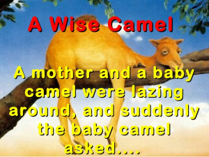 Funny Camel Quotes and Saying