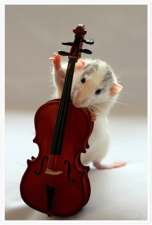 rats orchestra, funny rat pic, mouse images