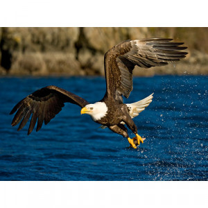 ... Animals > Birds > Eagles >Animal Planet Bald Eagle 500 Piece Puzzle
