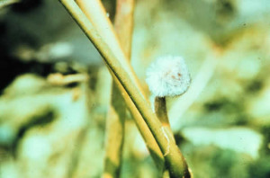 senescing floral parts of many plants after fertilization. The fungus