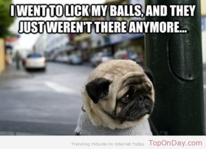 ahsanra 863 days ago dog balls funny lick my balls sad pug meme ...