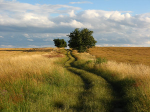 Countryside & Environment Course