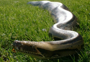 Snake In The Grass A snake in the grass by