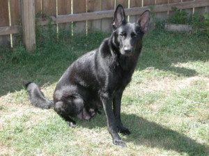 Black german shepherd dog pictures
