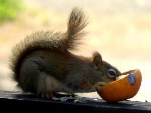 Lynn put some halved oranges out for the animals. The squirrels loved ...