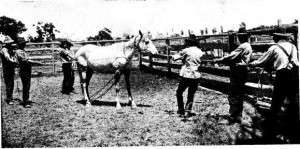 Prior to those who brought ‘Natural Horsemanship’ to the World ...