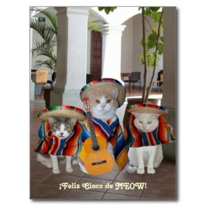 Funny Cats Feliz Cinco de Mayo Postcard
