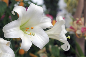 Easter Lily Flower Facts