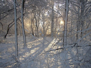 ... or weary of life. ~ Rachel Carson by L.Ann Phelps - Delton, MI quotes