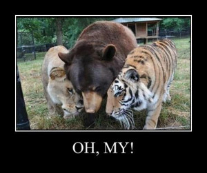 lions tigers and bears tiger loves you always polar bear love get out ...