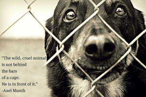 Stop Animal Cruelty Quotes