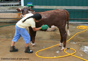 Washing Cow Show
