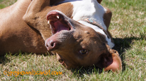 Wordless Wednesday – Who Is The Handsomest Dog In The World?