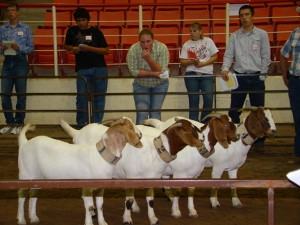 Premier Animal Science Events contests include livestock judging.