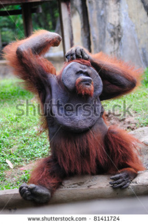 Funny Orangutan Backgrounds Funny orangutan - stock photo