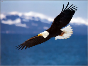 Bald eagle deaths in Utah alarm and mystify scientists