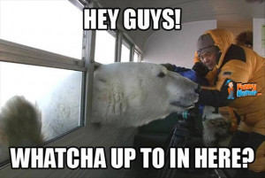 Animal Memes – Polar bear hello