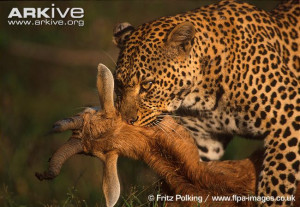 African Leopard With Prey