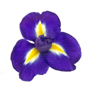 Iris Flower Drawing